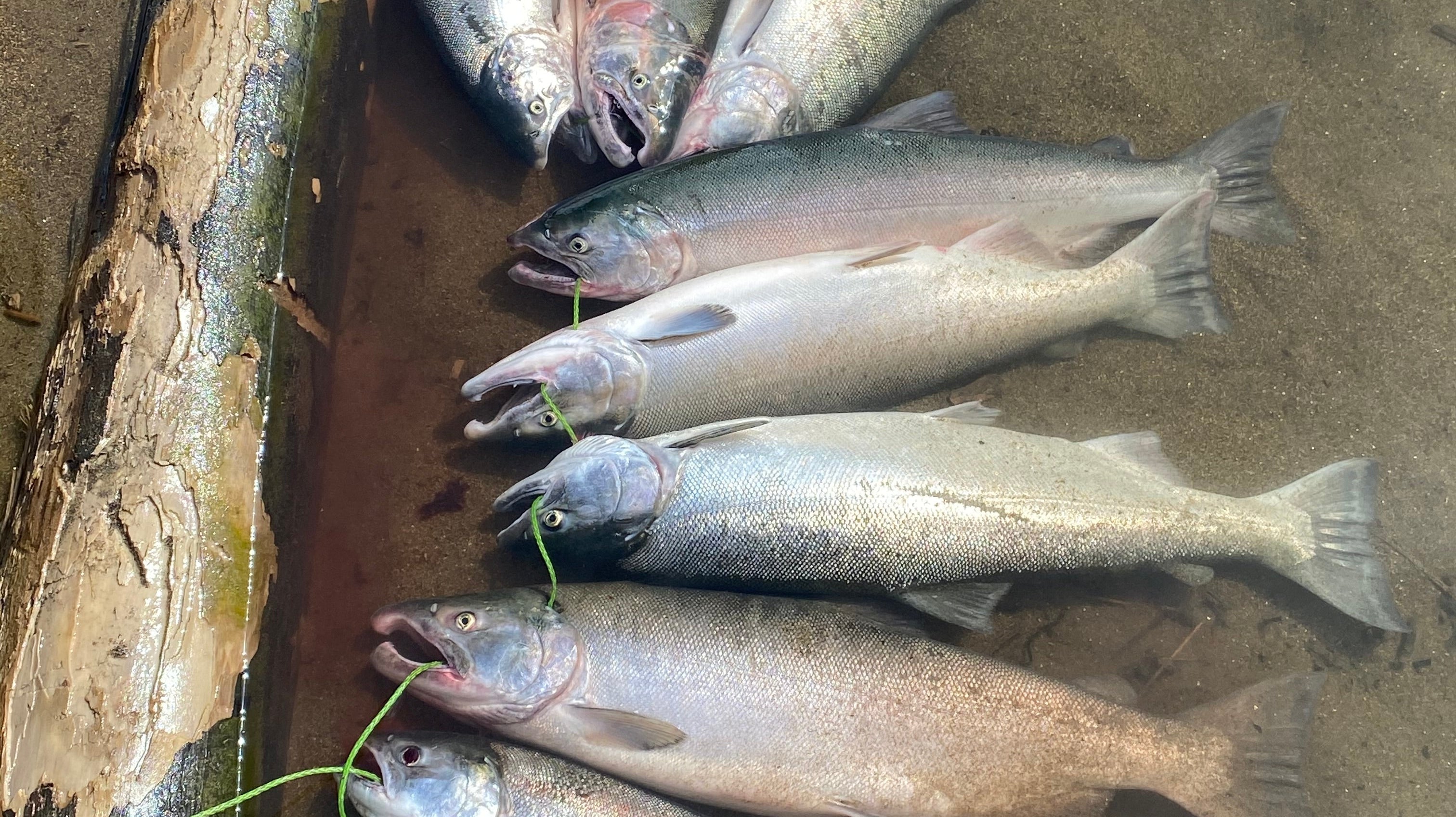 eight-coho-salmon-on-a-stringer-on-the-edge-of-a-salmon-stream